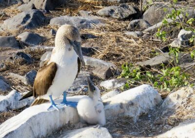 Piquero patas azules