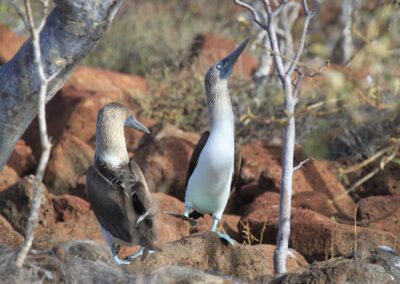 Piquero patas azules
