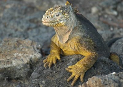 Iguana Terrestre
